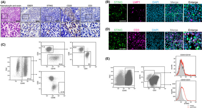 FIGURE 3