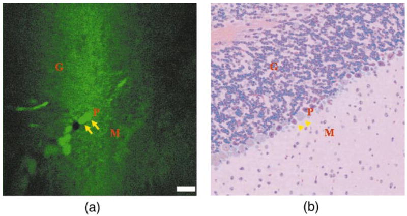 Fig. 6