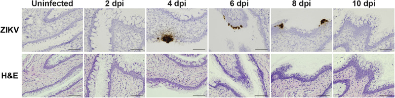 FIG 6