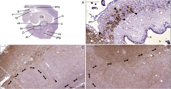 Figure 32