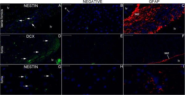 Figure 24