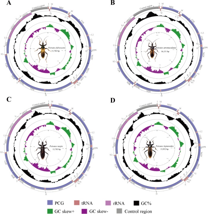 Fig 1