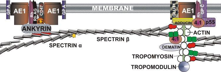 Fig. 1