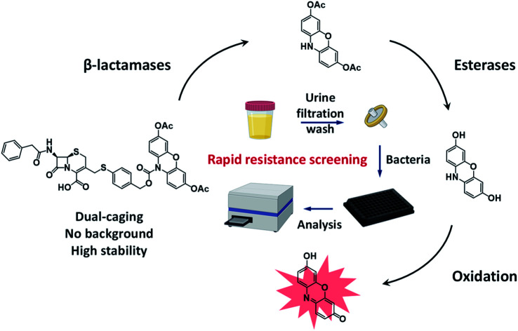 graphic file with name d1sc01471d-ga.jpg