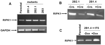 Figure 5