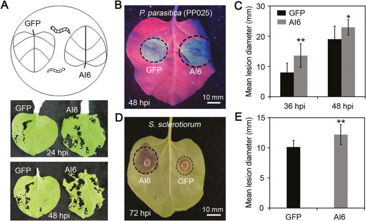 Fig. 7.