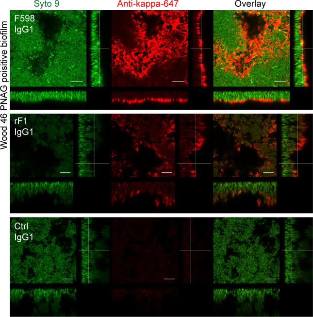 Figure 2—figure supplement 4.