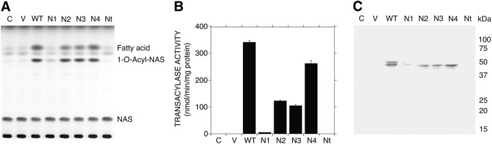 Fig. 3.