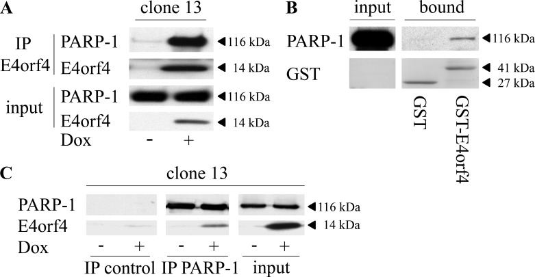 FIG 1