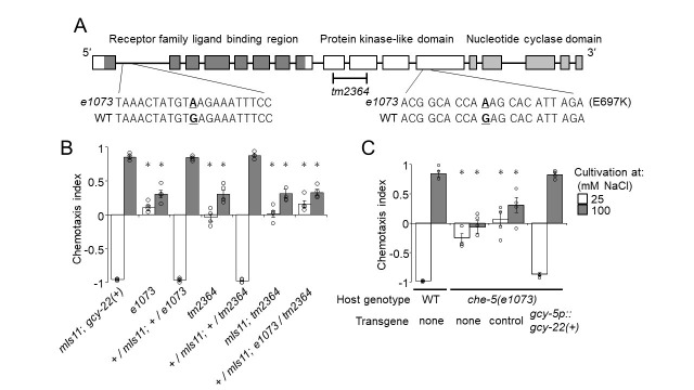 Figure 1. che-5(e1073) carries mutations in gcy-22 that are responsible for chemotaxis defects of the mutants