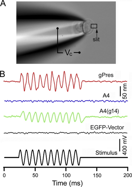 FIGURE 4.