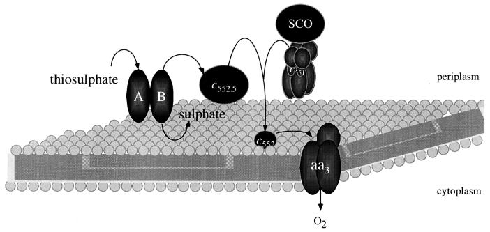 FIG. 7