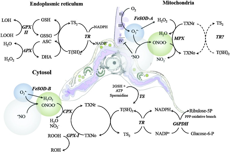 FIG. 4.