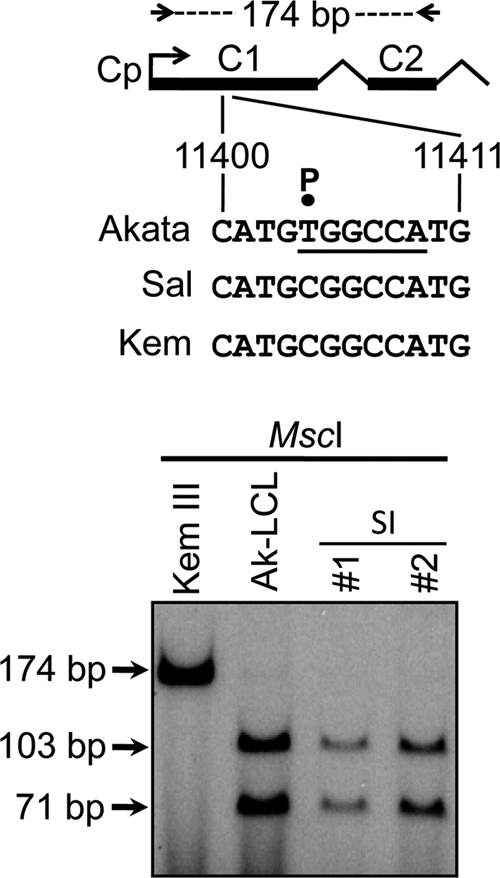 Fig. 8.