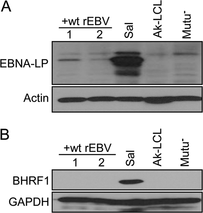 Fig. 10.