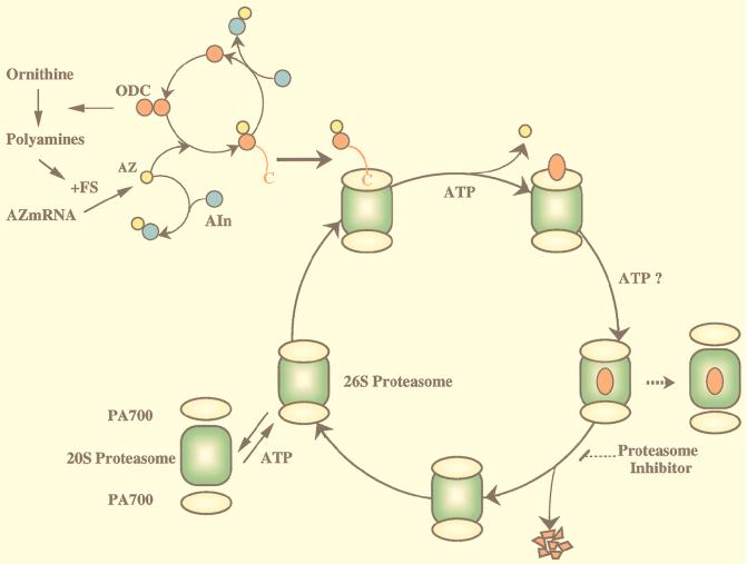 FIG. 10