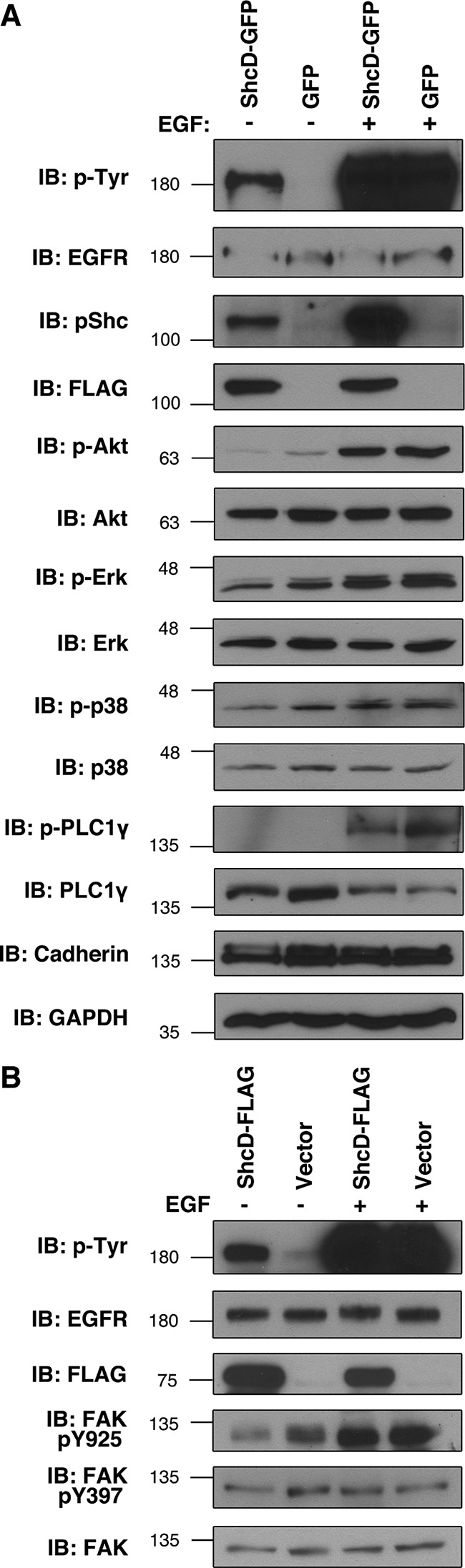 FIGURE 5: