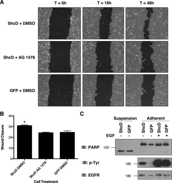 FIGURE 6: