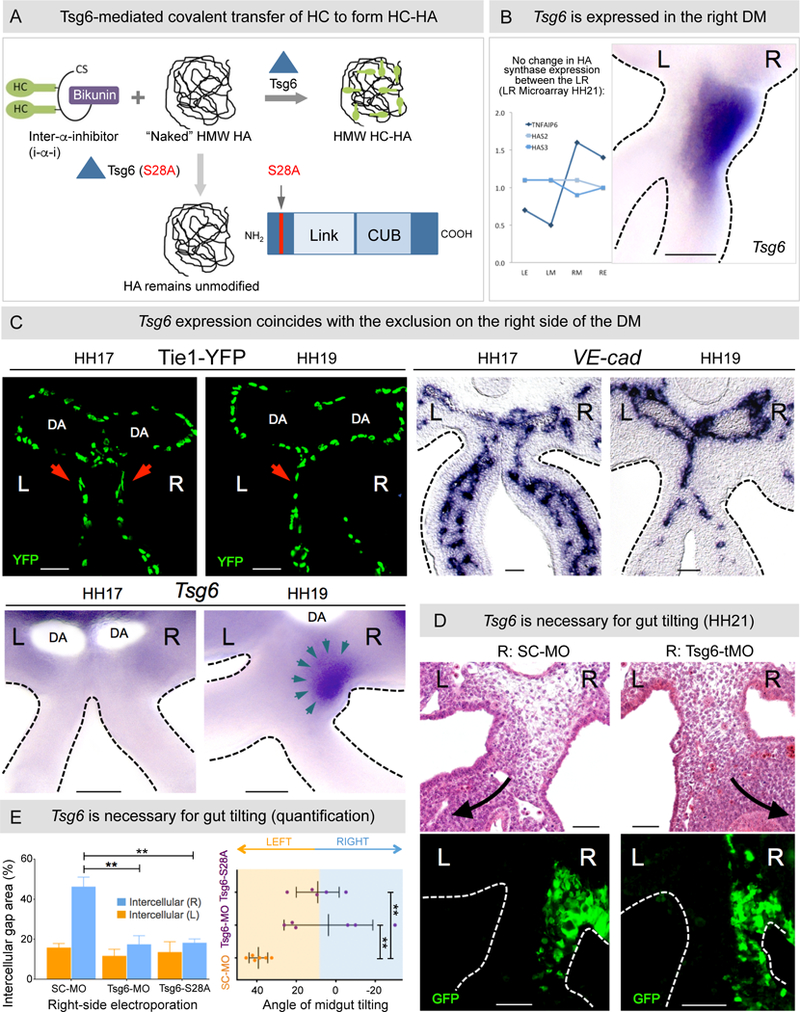 Figure 4: