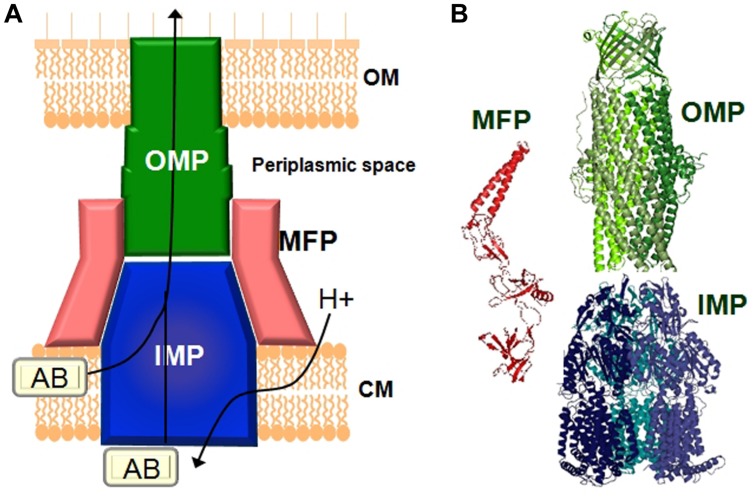 FIGURE 1