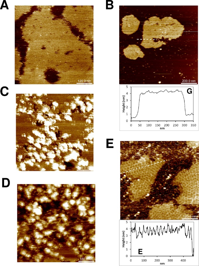 Fig 4