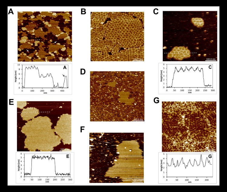 Fig 3