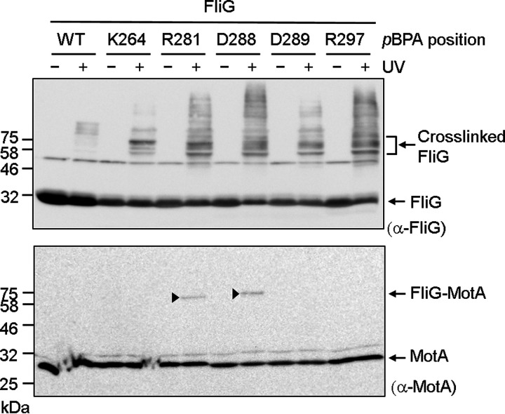 FIG 3