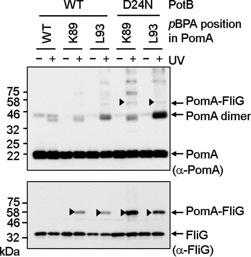 FIG 5