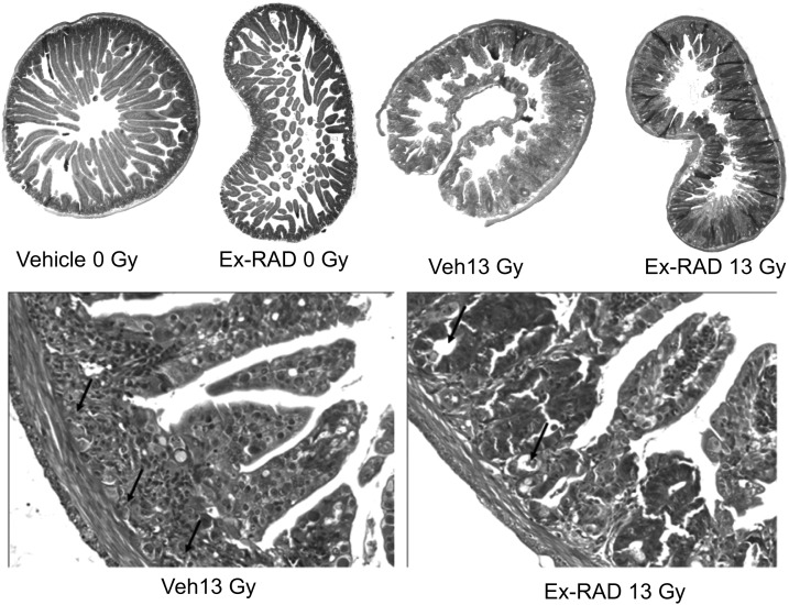 Fig. 5.