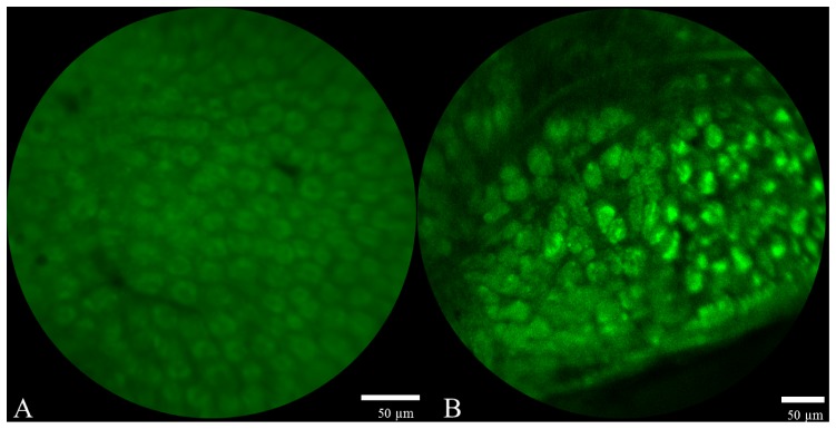 Fig. 9