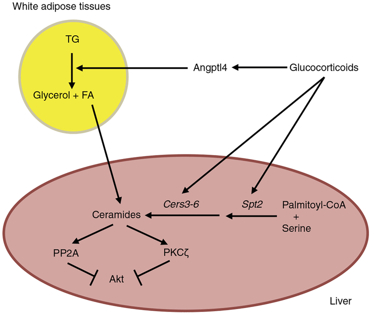 The glucocorticoid-Angptl4-ceramide axis induces insulin resistance ...