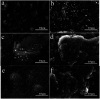 Fig. 10