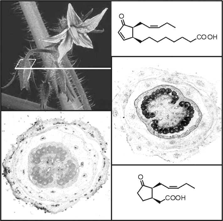 Fig. 8.