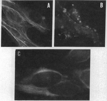 graphic file with name pnas00032-0389-a.jpg