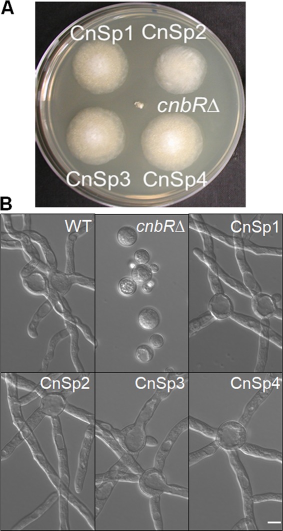 FIG 1