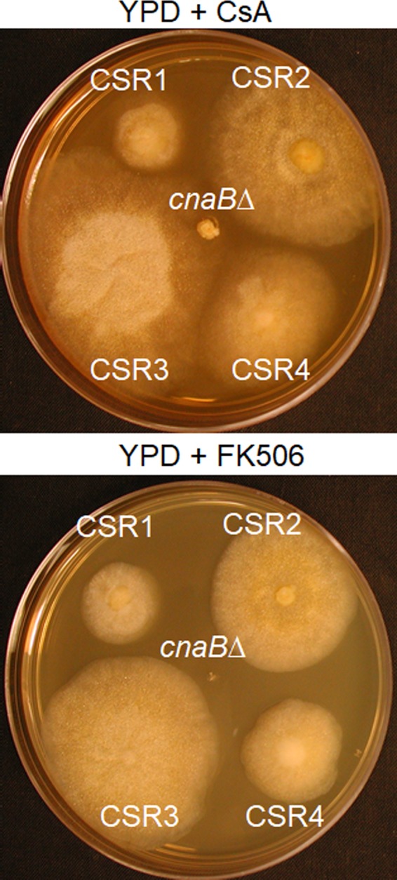 FIG 2