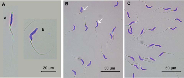 Fig. 8.