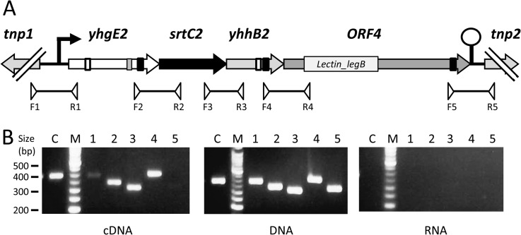 Fig. 2.