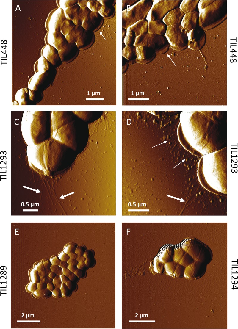 Fig. 5.