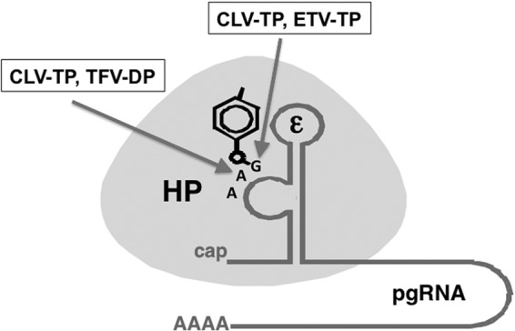 Fig 7