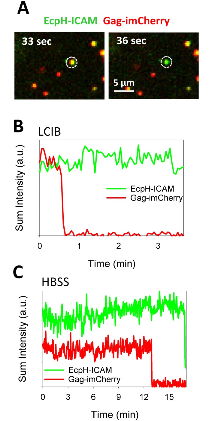 Fig 6