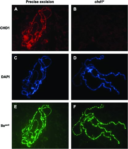 Figure 4.—