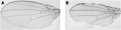 Figure 2.—