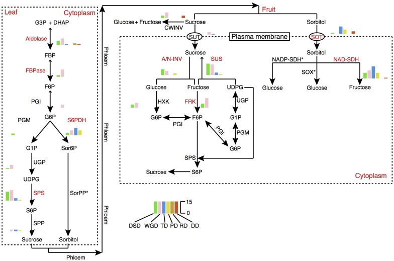 FIGURE 7