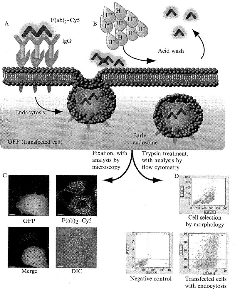 Figure 1.2