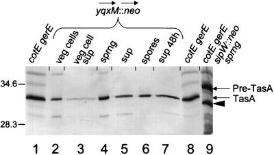 FIG. 8