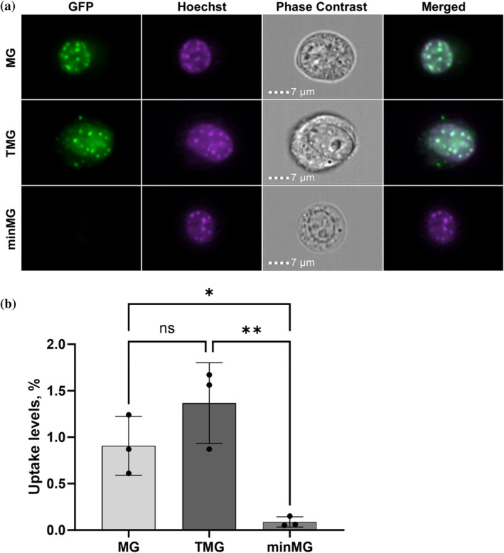 FIGURE 3