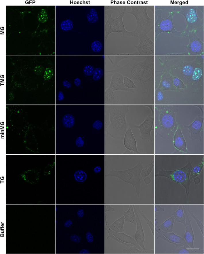 FIGURE 2