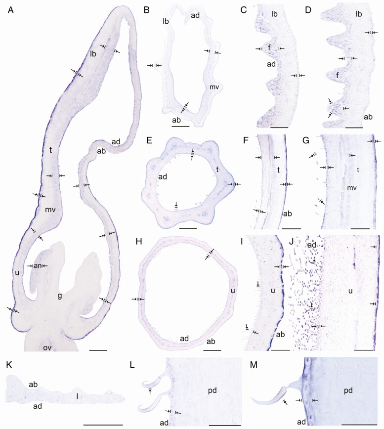 Fig. 5.