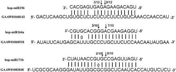 Fig. 8